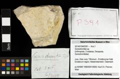 Foto (Objekt + Etiketten) von Goniodromites sp. 